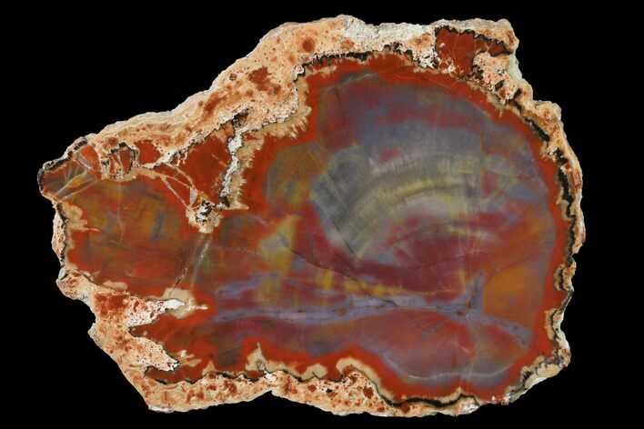 Polished Petrified Wood (Araucarioxylon) Slab - Arizona #141271